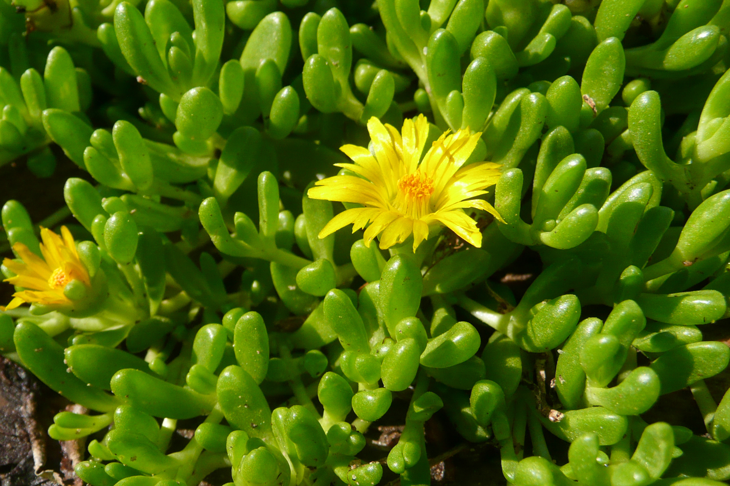 Yellow Iceplant